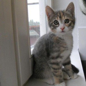 kattenmatte 的头像