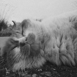 Felines of the night 的头像
