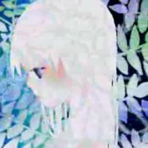 音々 的头像
