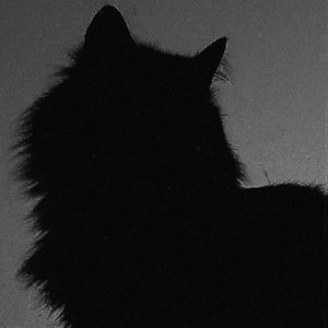 A Tribute to My Cat