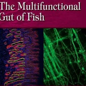 Imagem de 'The Multifunctional Gut Of Fish'