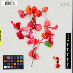 Inlight - EP