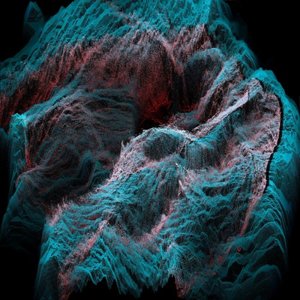 Rhizome