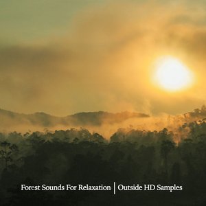 Forest Sounds For Relaxation