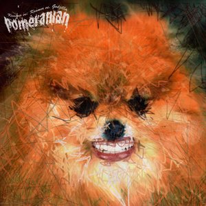Pomeranian