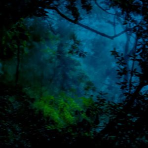 Forest Lullaby