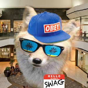 Progfox 的头像