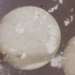 Brood Without Will 的头像