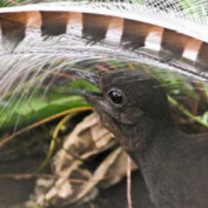 Immagine per 'Chook the Lyrebird'