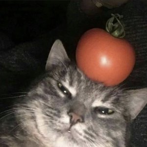 Tomato Cat 的头像