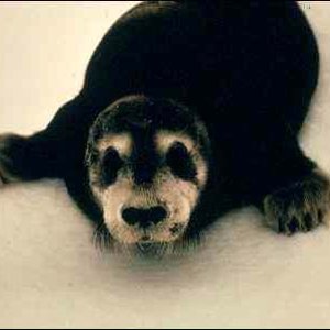 Awatar dla Bearded Seals