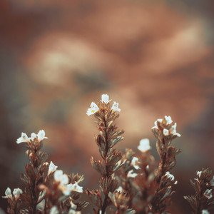 The Last Light Fades