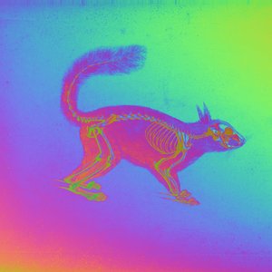 Five Odd Eichhörnchen 的头像