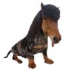 Doghorse için avatar