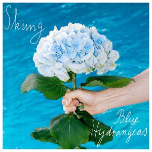 Blue Hydrangeas