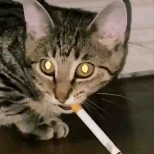 im not tryna ruin your fun