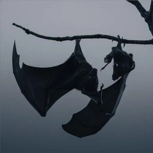 Bats - Single