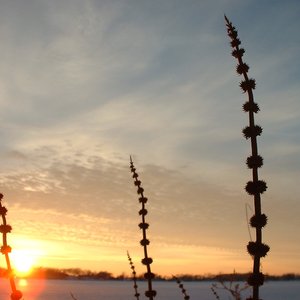“Eulogy for dead languages”的封面