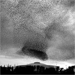 Bird Patterns 的头像