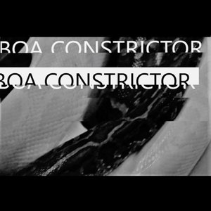 Boa Constrictor