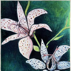 Toad Lily