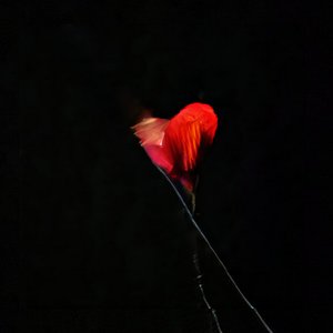 Silhouette at the End of the Hallway - Single