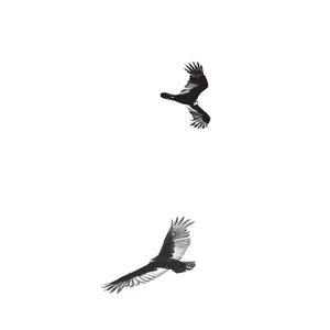 Circling Vultures 的头像