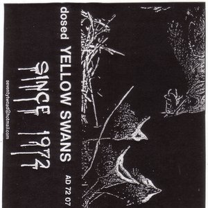 Dosed Yellow Swans