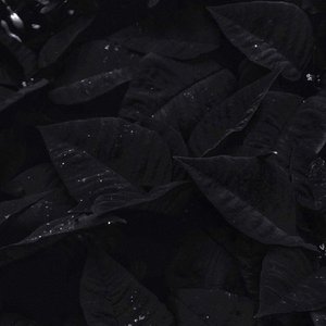 Frost