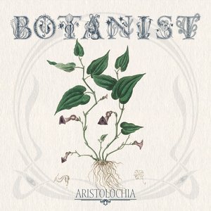 Aristolochia - Single