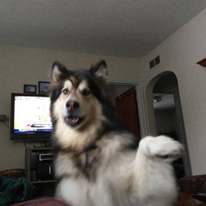i wish i was a dog