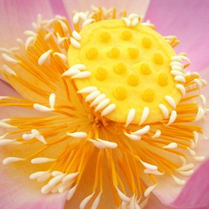 Bild för 'The Lotus Petals'