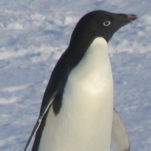 The Penguin Disagrees 的头像