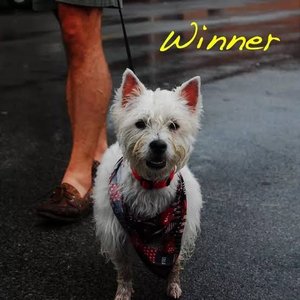 Winner [Explicit]