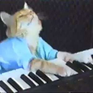 'Keyboard Cat' için resim