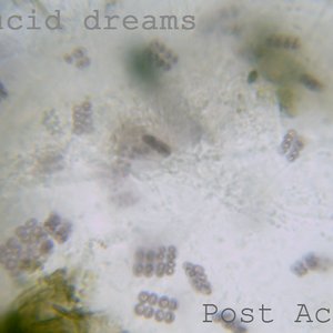 Post Acid 的头像