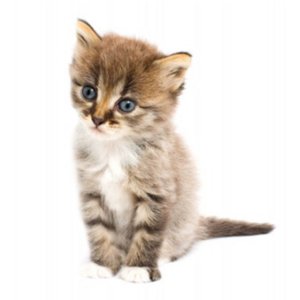 DJ Booty Cat Boot Boot 的头像