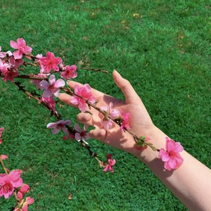 Cherry Blossoms