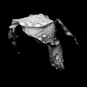 Mono No Aware
