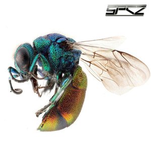 Vespidae