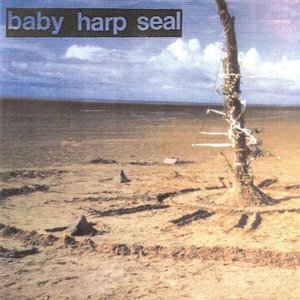 Baby Harp Seal