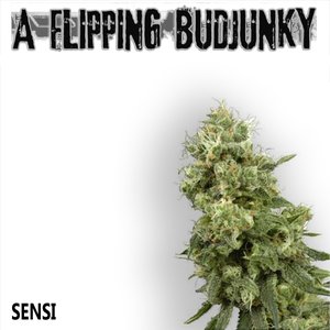 “Sensi”的封面