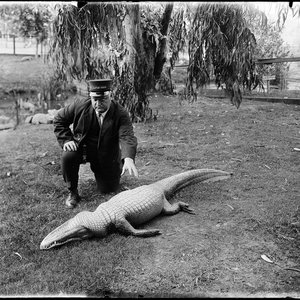Alligator Farm