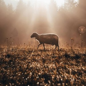 Parable One: Lost Sheep