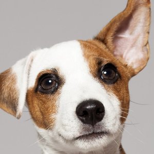 Avatar for Pet Therapy Piano Music