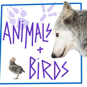 Animals & Birds