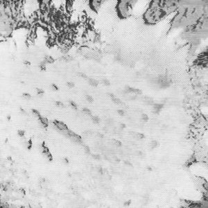 Förstnerg 的头像