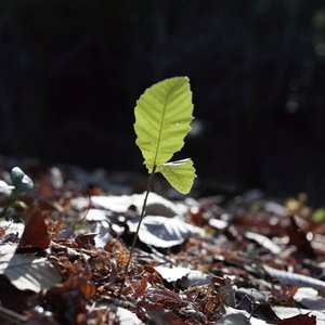 しになれたかな
