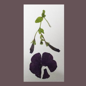 The Bloom / The Blossom