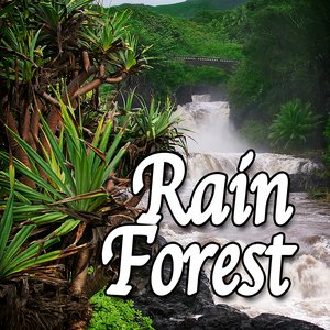 Rain Forest (Nature Sounds)